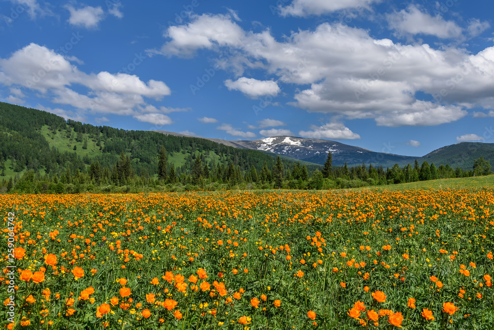 flowers orange mountains meadow clouds