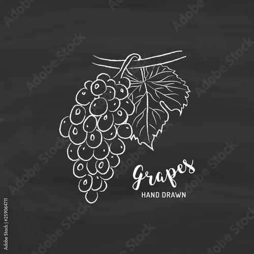 Grapes fruit drawing. Sketch of grapes with chalk on blackboard. Vector isolated illustration