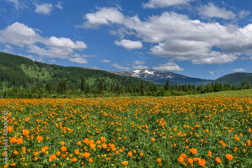 flowers orange mountains meadow clouds