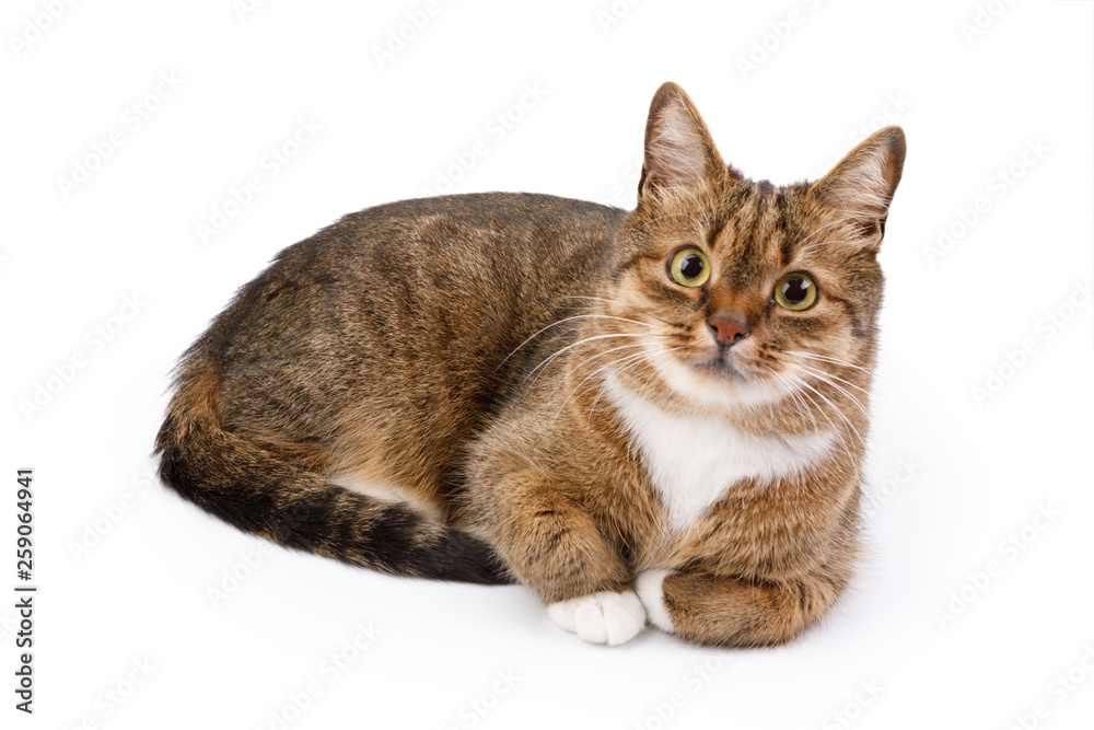 Beautiful cat isolated on a white background.