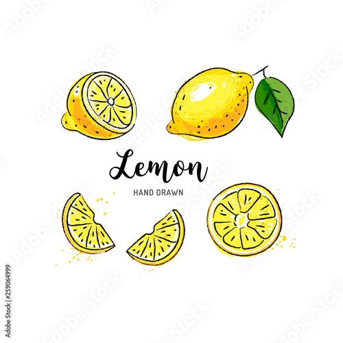 Lemon fruit drawing. Watercolor lemons on a white background. Vector isolated illustration