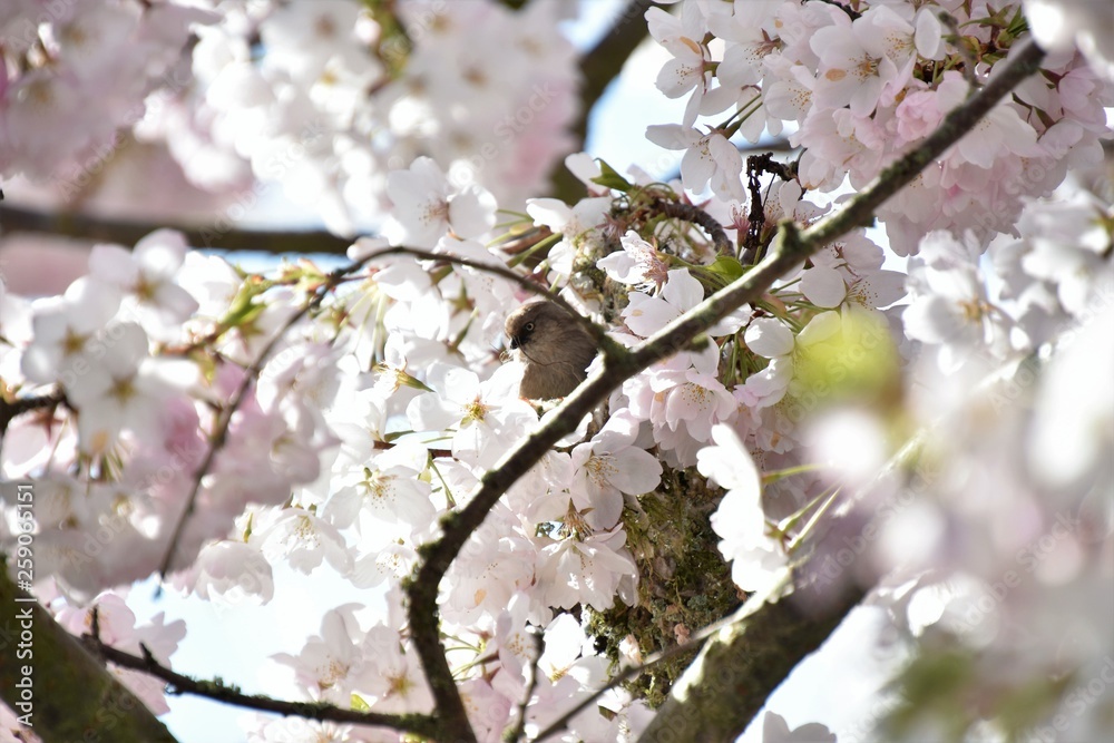 Obraz premium シジュウカラ Bushtit