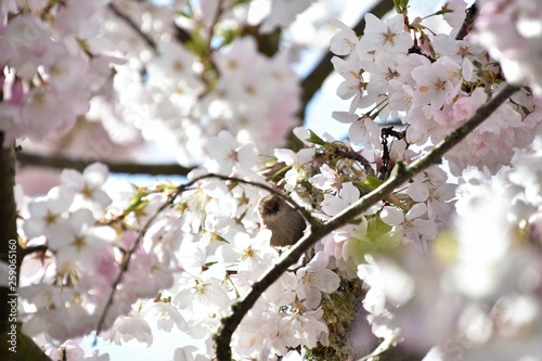 シジュウカラ  Bushtit