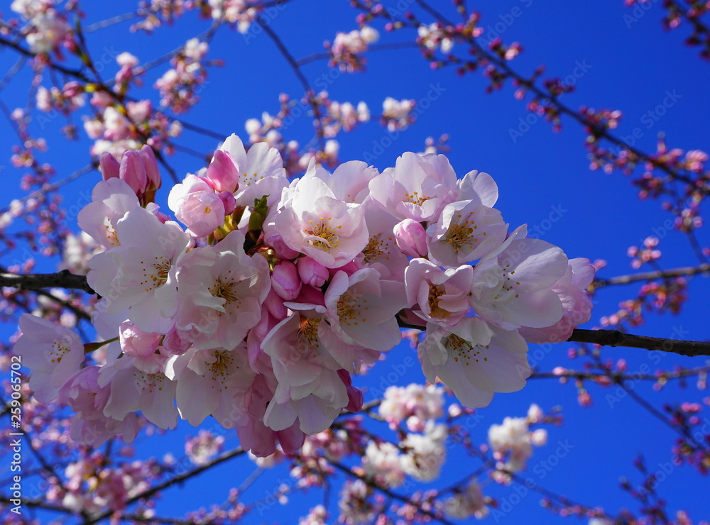 Fototapeta premium Delicate and beautiful cherry blossom on blue background. Sakura blossom.