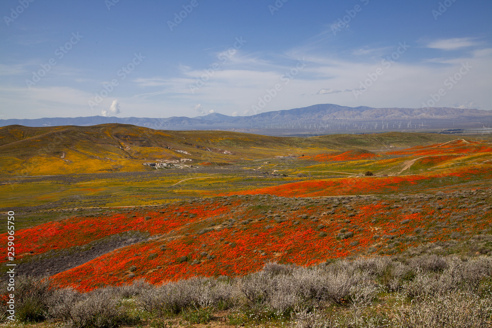 Fototapeta premium Antelope Valley California Poppy Reserve