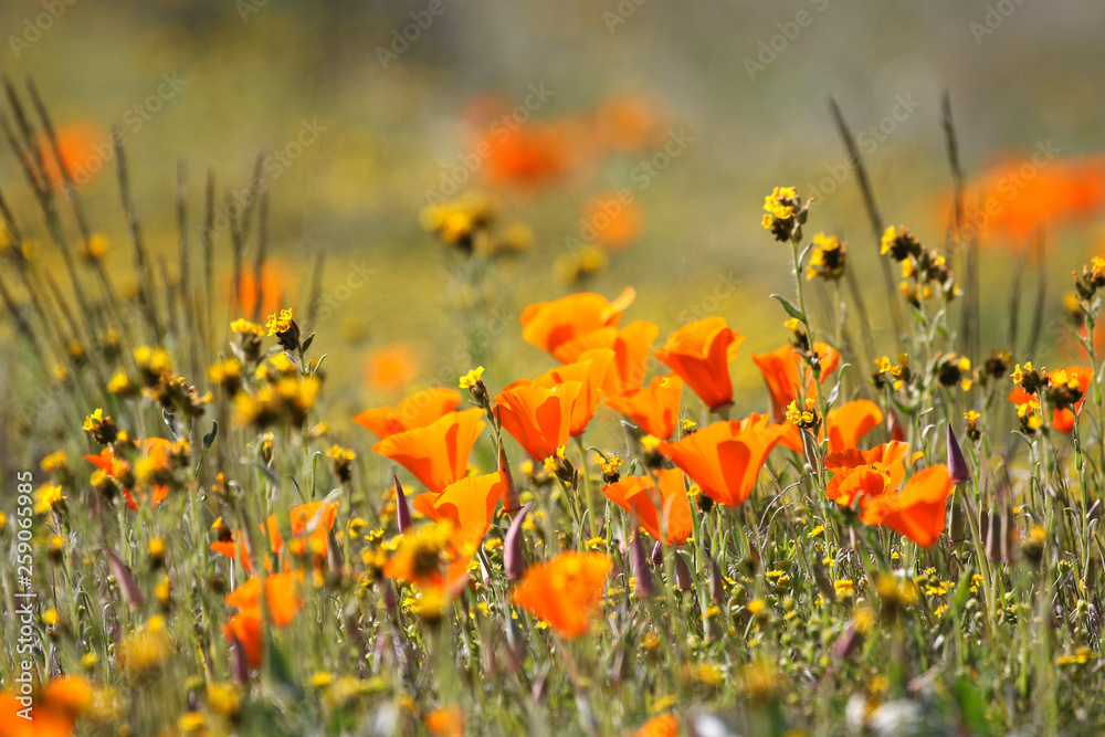 Antelope Valley California Poppy Reserve Antelope Valley California Poppy Reserve