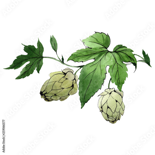 Green humulus lupulus. Watercolor background illustration set. Isolated hops illustration element.
