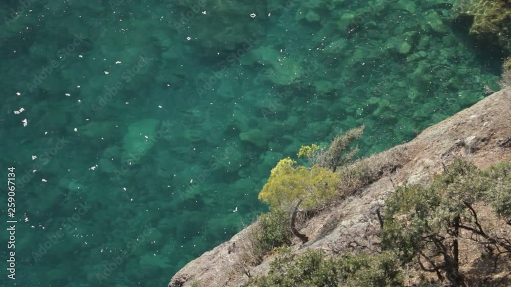 Bonassola, near Cinque Terre. A small pine plant on the sea cliffs. At the Five Lands on the rocks overlooking the sea grow plants in miniatiras Bonassola, near Cinque Terre. A small pine plant on the sea cliffs. At the Five Lands on the rocks overlooking the sea grow plants in miniatiras
