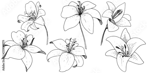 Vector Lily floral botanical flower. Engraved ink art on white background. Isolated lilium illustration element.