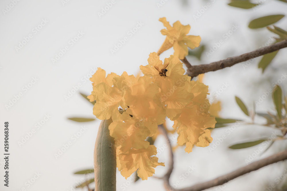 Beautiful Silver trumpet tree,Tree of gold,Paraguayan silver trumpet tree.Selective focus a yellow flower in the garden.(Tabebuia aurea,Caribbean trumpet tree) Beautiful Silver trumpet tree,Tree of gold,Paraguayan silver trumpet tree.Selective focus a yellow flower in the garden.(Tabebuia aurea,Caribbean trumpet tree)