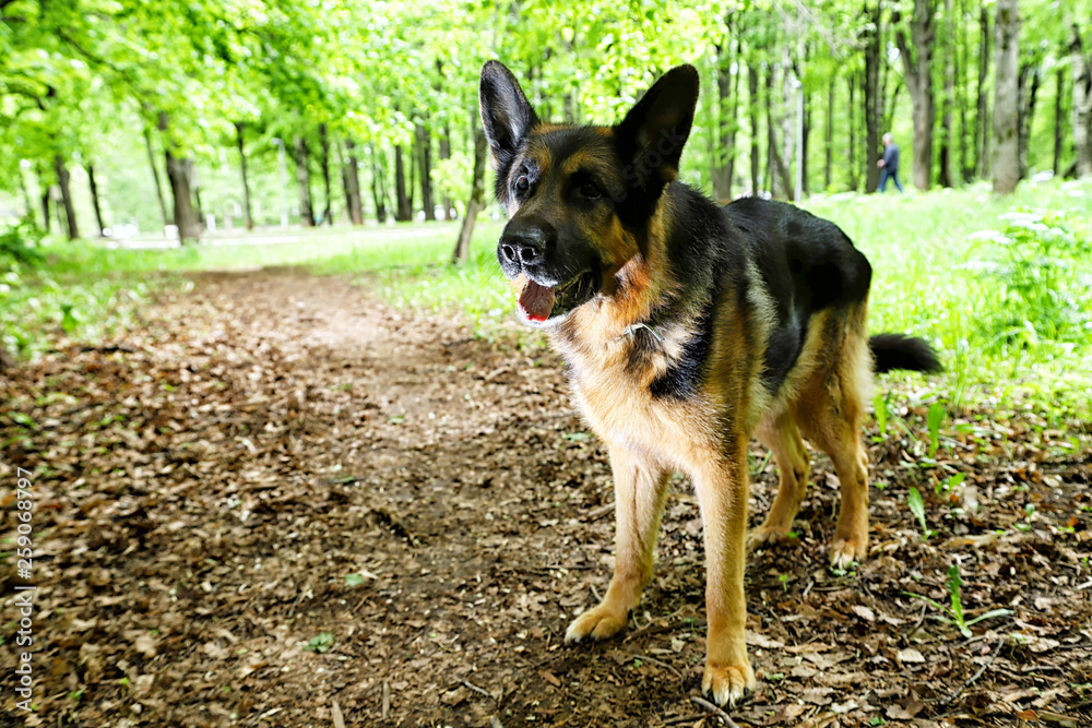 Dog German Shepherd in a forest in a summer Dog German Shepherd in a forest in a summer