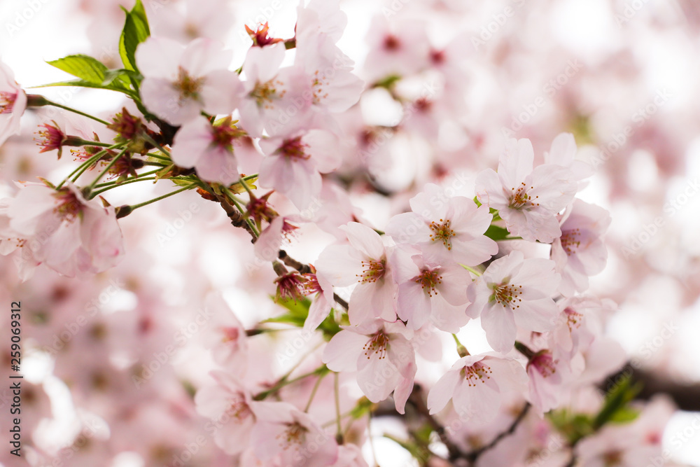 桜 SAKURA