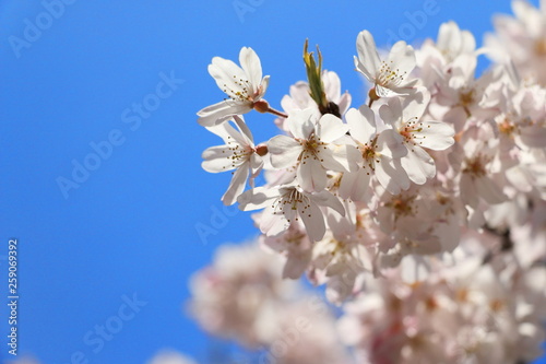 桜 SAKURA