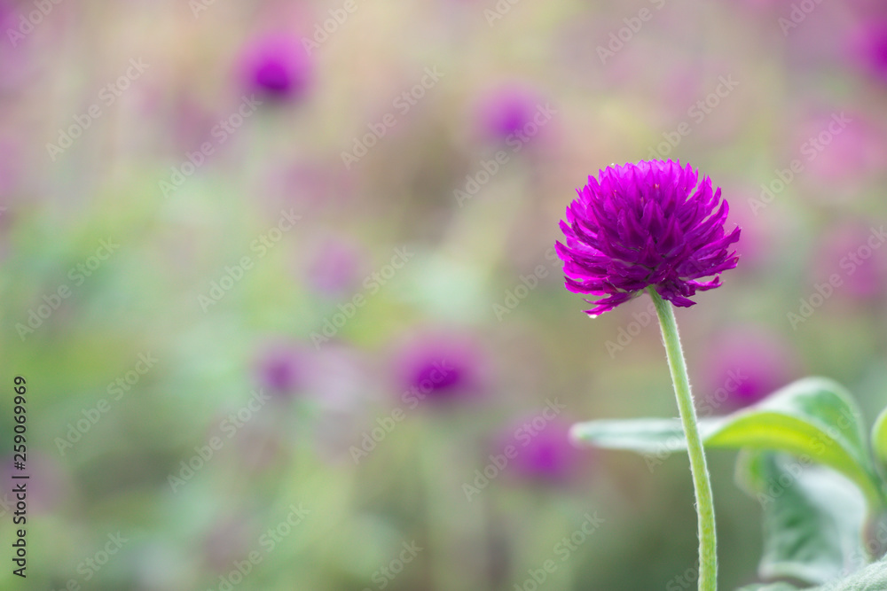 Fototapeta premium Selective focus beautiful Gomphrena globosa flower blooming in spring season.Also called Globe Amaranth,Makhmali and Vadamalli.Purple flower in the garden.