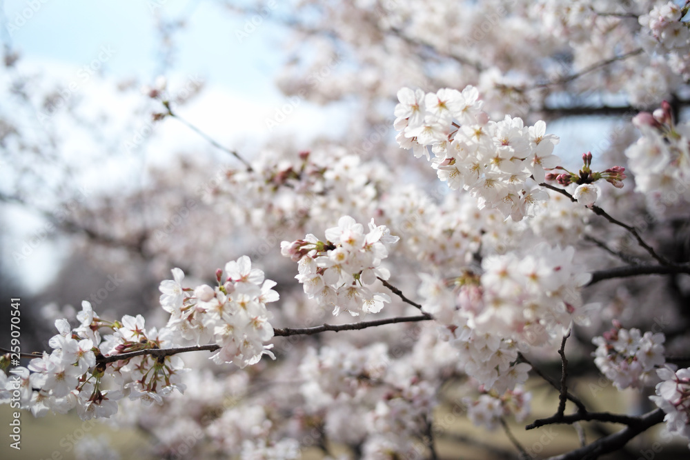 桜 SAKURA 桜 SAKURA