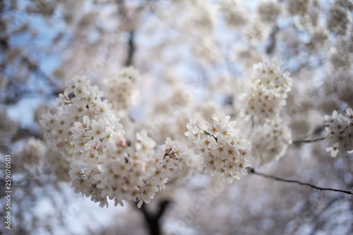 桜 SAKURA