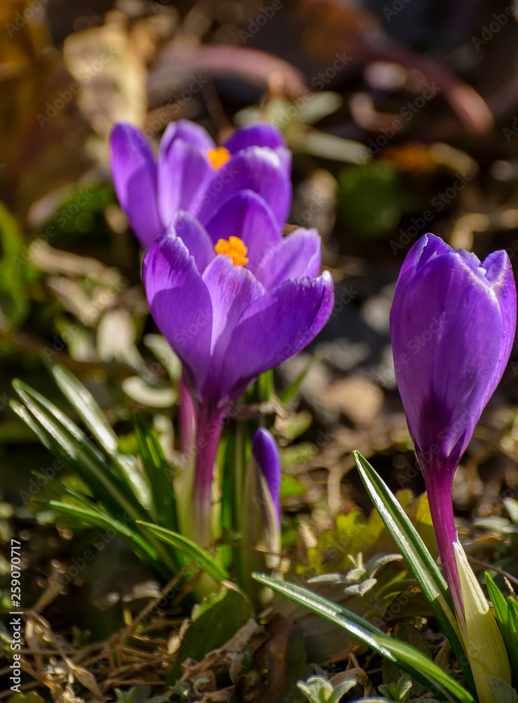 The first spring purple flowers crocuses in the garden in St. Petersburg.
