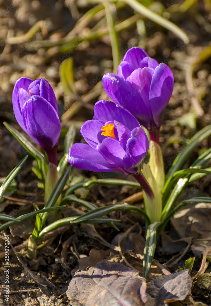 The first spring purple flowers crocuses in the garden in St. Petersburg. The first spring purple flowers crocuses in the garden in St. Petersburg.