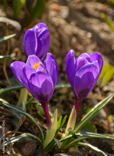 The first spring purple flowers crocuses in the garden in St. Petersburg.