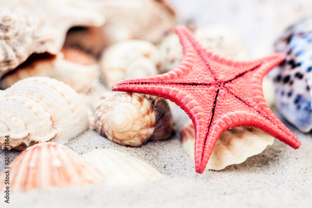 Seashells and red seastars on the sand, summer beach background travel concept. Seashells and red seastars on the sand, summer beach background travel concept.