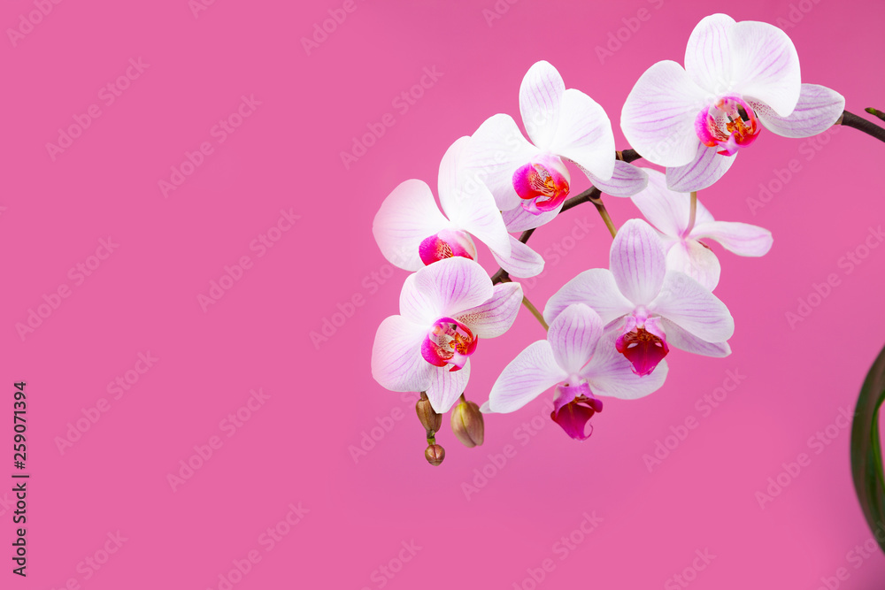 Fototapeta premium Beautiful pink orchid closeup.