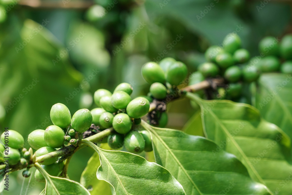Green coffee beans on tree in the garden