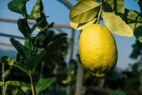 Fresh lemon fruit in the garden