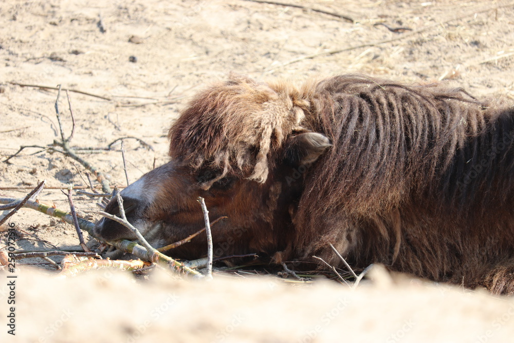 Fototapeta premium Camel resting - desert