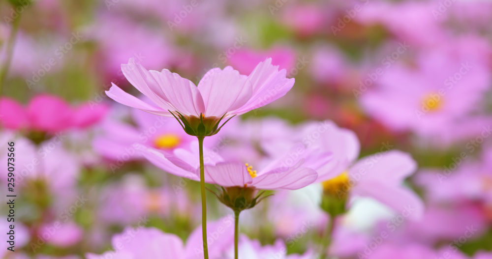 Cosmos flower fields Cosmos flower fields