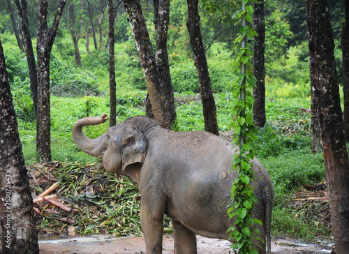 Thai elephant in the forest photo image