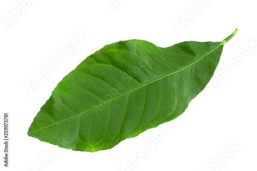 Grapefruit green leaf