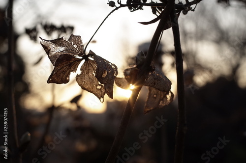 夕陽を浴びた枯れた植物