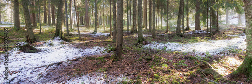 Forest landscape in Finland at early springtime.