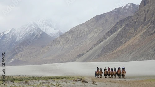 Camel safari in Nubra Valley,Leh Ladakh India