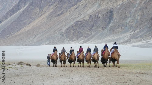 Camel safari in Nubra Valley,Leh Ladakh India