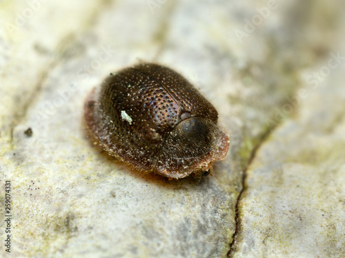 Thymalus limbatus photographed with high magnification photo