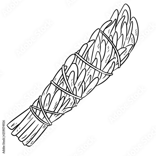 Sage smudge stick hand-drawn doodle isolated illustration. Mugwort herb bundle