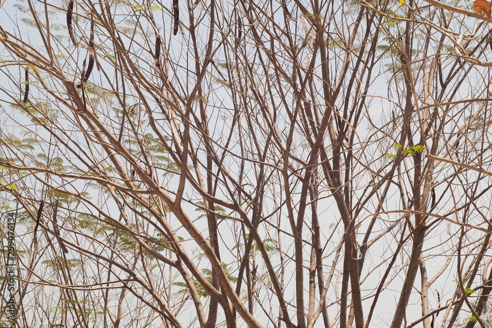 Acacia dry tree branches texture background. Acacia dry tree branches texture background.