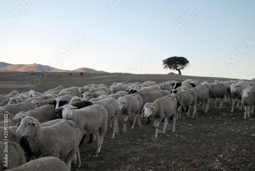 Pastor con ovejas al atardecer