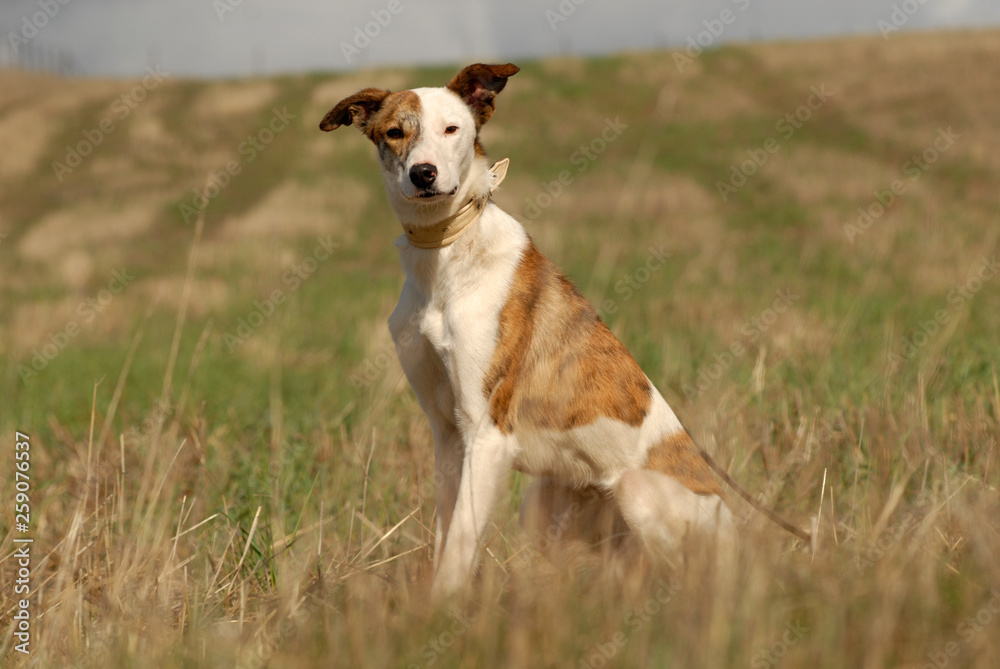 Perros abandonados en la protectora Perros abandonados en la protectora