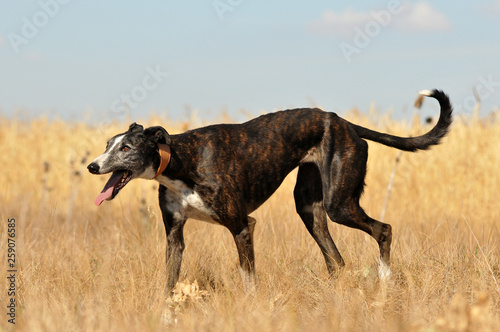 Perros abandonados en la protectora