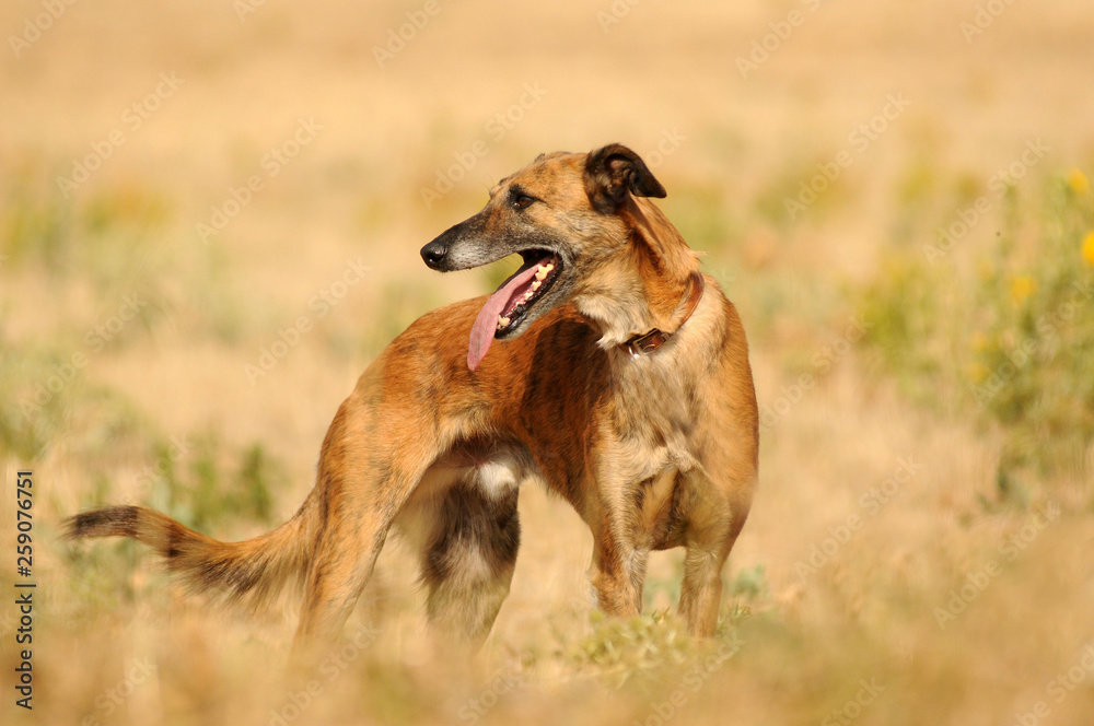 Perros abandonados en la protectora Perros abandonados en la protectora
