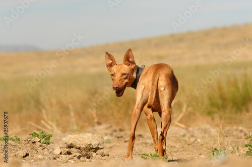 Perros abandonados en la protectora