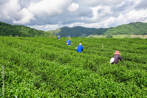 agricultural area tea plantation on the mountain and farmer picking leaves green tea at chiang rai Thailand