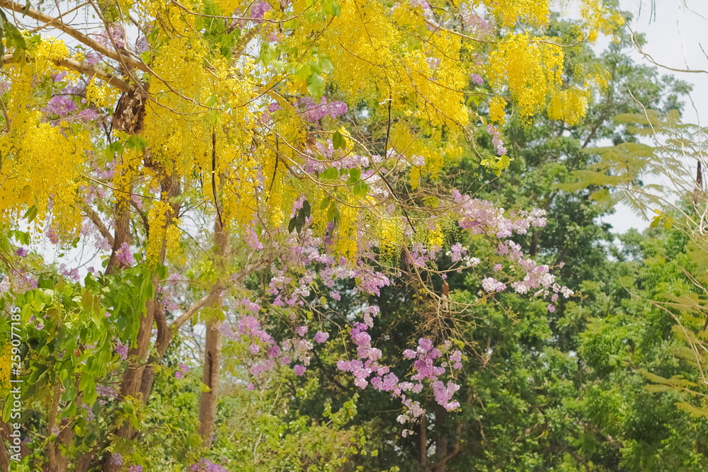 Beautiful Cassia fistula (Golden shower tree) blossom blooming on tree with nature blurred background, known as golden rain tree, canafistula and ratchapruek in Thailand.