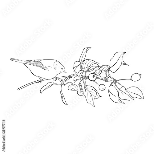 bird at tree branch
