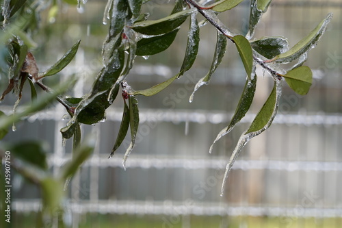 葉っぱにつらら