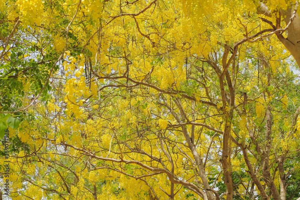 Beautiful Cassia fistula (Golden shower tree) blossom blooming on tree with nature blurred background, known as golden rain tree, canafistula and ratchapruek in Thailand. Beautiful Cassia fistula (Golden shower tree) blossom blooming on tree with nature blurred background, known as golden rain tree, canafistula and ratchapruek in Thailand.
