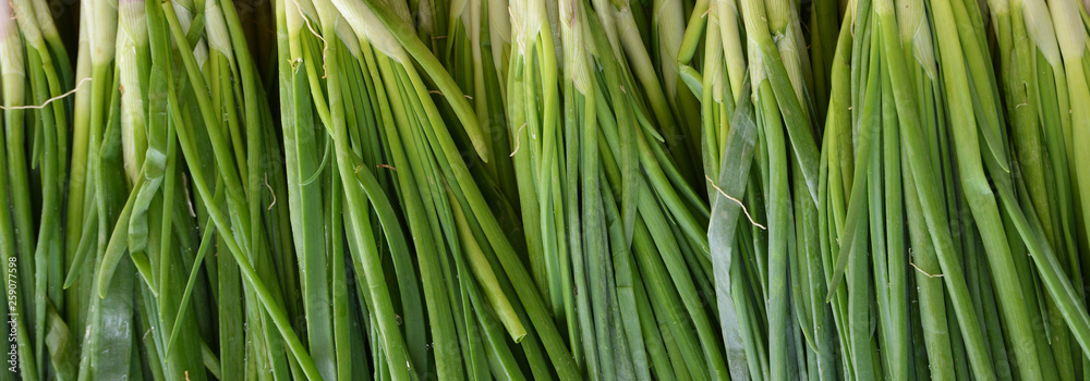 scallion and background scallion and background