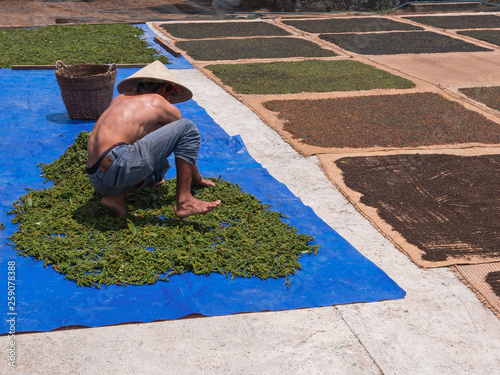 Natural pepper drying in the sun. Pepper Plantation, Phu Quoc, Vietnam, Asia